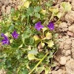 Campanula portenschlagiana habit picture by Jean Christophe Leroux (cc-by-sa)