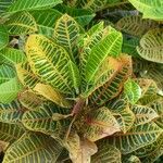Codiaeum variegatum habit picture by Daniel Barthelemy (cc-by-sa)