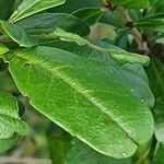 Rhamnus staddo leaf picture by susan brown (cc-by-sa)