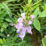 Galega officinalis flower picture by María Meyer (cc-by-sa)
