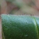 Pulmonaria montana fruit picture by Yoan MARTIN (cc-by-sa)