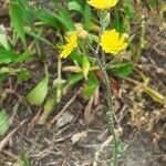 Crepis setosa habit picture by Filip Arndt (cc-by-sa)