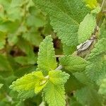 Salvia cuspidata leaf picture by Trap Hers (cc-by-sa)