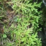 Selaginella helvetica leaf picture by Rohweder Karsten (cc-by-sa)