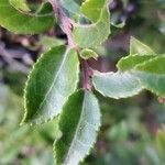Vaccinium ovatum leaf picture by Ukiah Hawkins (cc-by-sa)