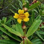 Hibbertia trachyphylla flower picture by Richard Chesher (cc-by-sa)