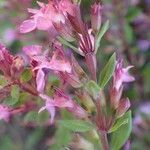 Teucrium lucidum habit picture by Yoan MARTIN (cc-by-sa)