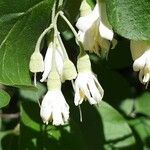 Styrax officinalis flower picture by Jean-François Baudin (cc-by-sa)