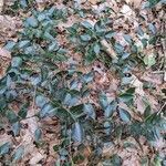 Vinca major habit picture by Sabina Hartmann (cc-by-sa)