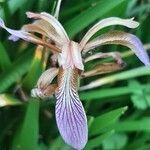 Iris foetidissima flower picture by Dhervé Dominique (cc-by-sa)