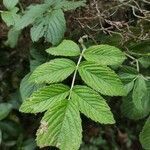 Rubus apetalus leaf picture by bruno trebel (cc-by-sa)