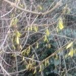 Forsythia suspensa flower picture by Josef Slepicka (cc-by-sa)