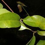 Banisteriopsis elegans leaf picture by Nelson Zamora Villalobos (cc-by-nc)