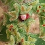 Mesembryanthemum crystallinum leaf picture by Matesanz Ángel (cc-by-sa)
