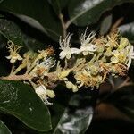 Couepia polyandra flower picture by Nelson Zamora Villalobos (cc-by-nc)