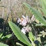 Eriodictyon crassifolium flower picture by Monika Kopp (cc-by-sa)
