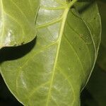 Matelea magnifolia leaf picture by Nelson Zamora Villalobos (cc-by-nc)
