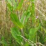 Dipsacus fullonum leaf picture by irmgard hartung (cc-by-sa)