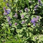 Nepeta racemosa flower picture by Vojtech Semik (cc-by-sa)