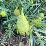 Gomphocarpus fruticosus fruit picture by Patrick Gutschner (cc-by-sa)