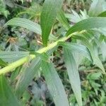 Solidago chilensis leaf picture by JP Corrêa Carvalho (cc-by-sa)