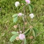 Mimosa albida flower picture by erick cuevas (cc-by-sa)