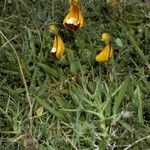 Calceolaria uniflora habit picture by Daniel Barthelemy (cc-by-nc)