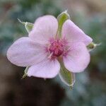 Erodium lebelii flower picture by Gaël Covain (cc-by-sa)