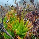 Paepalanthus alpinus habit picture by Gabriel OLLIVIER (cc-by-sa)
