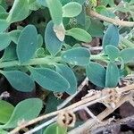 Antirrhinum charidemi leaf picture by Bernard Evrad (cc-by-sa)