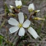 Drosera binata flower picture by Boris Therock (cc-by-sa)
