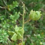 Dictamnus albus fruit picture by Sylvain Piry (cc-by-sa)