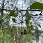 Alnus incana flower picture by Maximilian Palm (cc-by-sa)