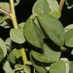 Crotalaria incana leaf picture by Nelson Zamora Villalobos (cc-by-nc)