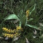 Byrsonima verbascifolia habit picture by Daniel Barthelemy (cc-by-nc)