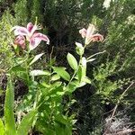 Lilium bulbiferum habit picture by Nadine boulanger (cc-by-sa)