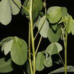 Crotalaria micans leaf picture by Nelson Zamora Villalobos (cc-by-nc)