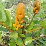 Senna alata fruit picture by Keiri A (cc-by-sa)