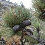 Pinus hartwegii fruit picture by Fabien Anthelme (cc-by-sa)