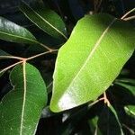 Aglaia elaeagnoidea leaf picture by Zoé Thivet (cc-by-sa)