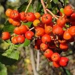 Sorbus scopulina fruit picture by bill oconnor (cc-by-sa)