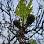 Ficus carica leaf picture by izzy oh (cc-by-sa)