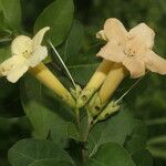 Bourreria quirosii flower picture by Nelson Zamora Villalobos (cc-by-nc)
