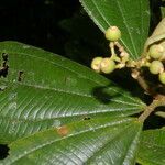 Conostegia lasiopoda leaf picture by Nelson Zamora Villalobos (cc-by-nc)