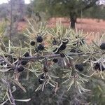 Rhamnus lycioides leaf picture by Juan Luis Pascual-Ahuir (cc-by-sa)