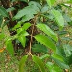 Syzygium grande leaf picture by Adeline Lee (cc-by-sa)