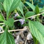 Lantana trifolia flower picture by Pantoja Santiago Peter (cc-by-sa)