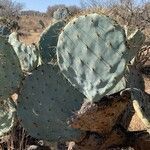 Opuntia engelmannii leaf picture by SCAMPS_MX (cc-by-sa)