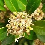 Buxus balearica flower picture by Prieta Javier (cc-by-sa)