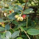 Cotoneaster dielsianus fruit picture by Sabina Hartmann (cc-by-sa)